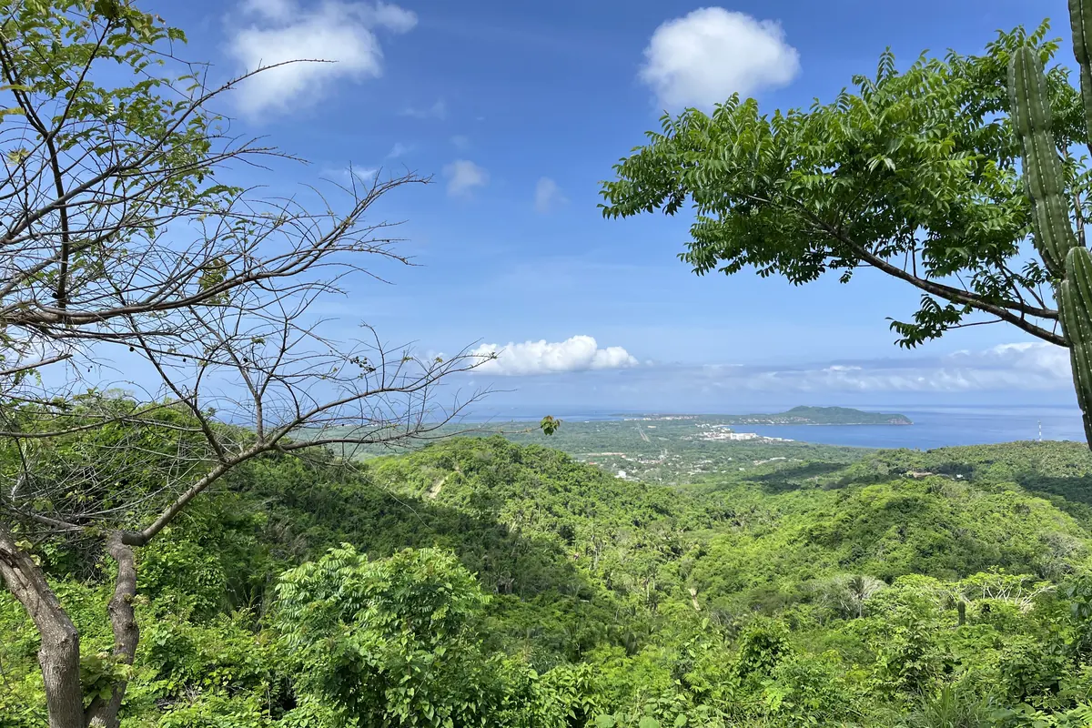 Ein grüner Hang mit einem Kaktus und belaubten Zweigen im Vordergrund und eine weite blaue Bucht mit einer fernen Landzunge im Hintergrund (ein Blick über die Region Bahía de Banderas, nicht vom Boot aus)
