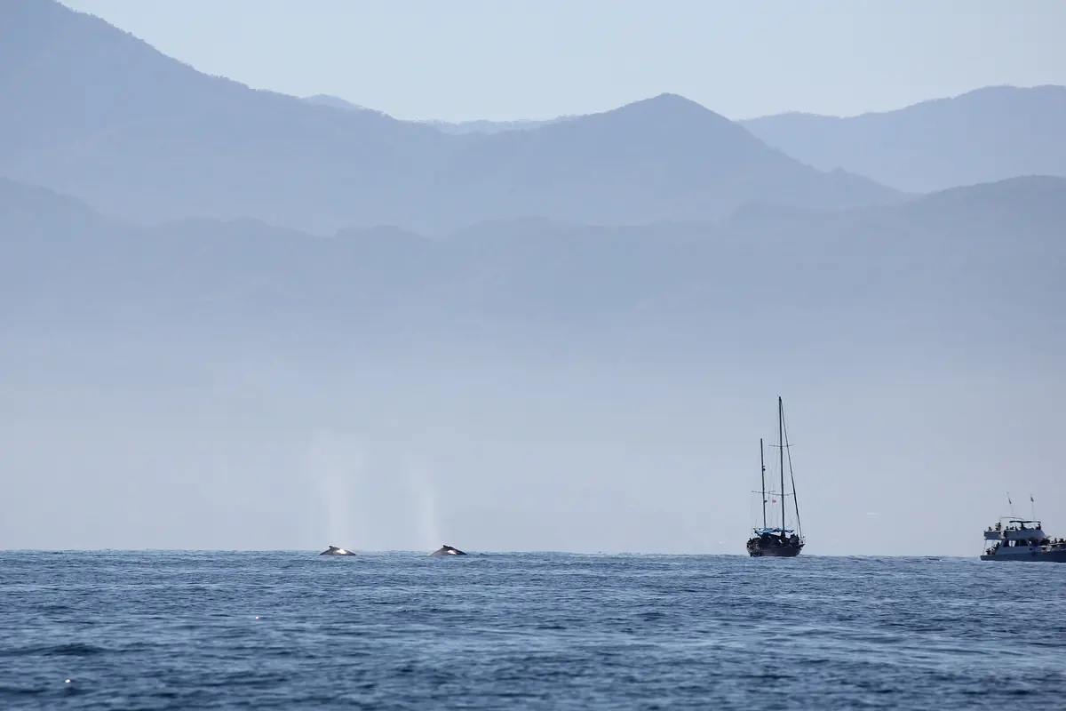 Zwei Walblasfontänen steigen aus glattem Wasser vor einer dunstigen Bergküste auf, dahinter ein zweimastiges Segelboot und ein größeres Ausflugsschiff (Walbeobachtung auf der Banderas Bay, nicht die Boote der Show)